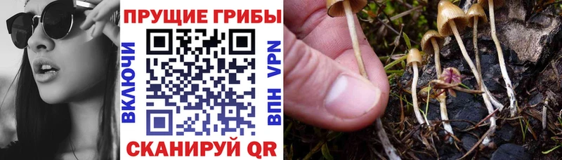 Псилоцибиновые грибы Psilocybine cubensis Мончегорск
